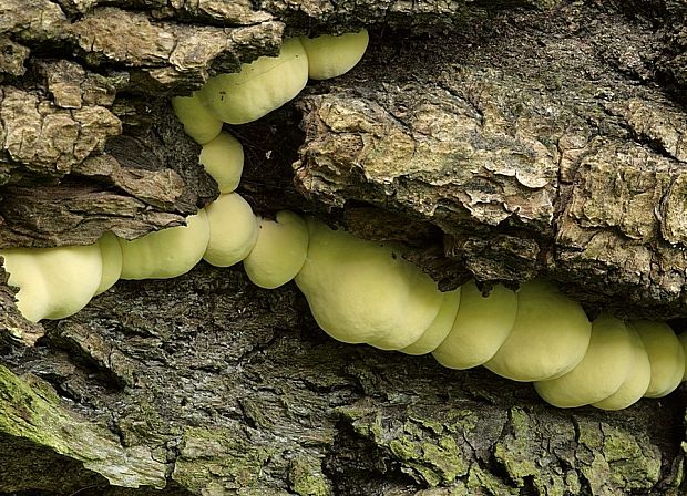 sírovec obyčajný Laetiporus sulphureus (Bull.) Murrill