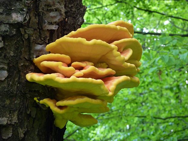 sírovec obyčajný Laetiporus sulphureus (Bull.) Murrill