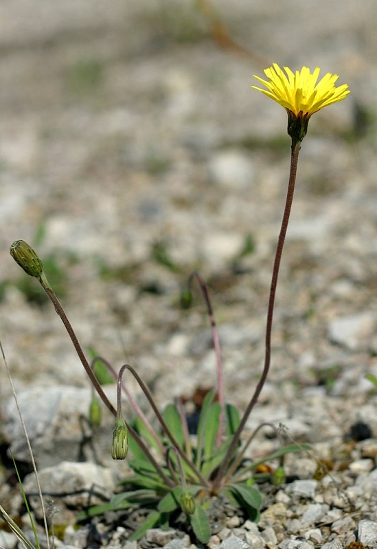 púpavec sivý Leontodon incanus (L.) Schrank