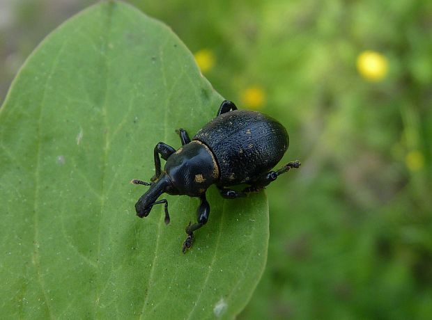 tvrdoň Liparus coronatus