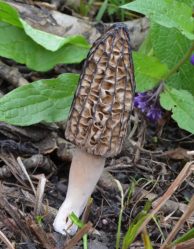 smrčok kužeľovitý Morchella conica Pers.