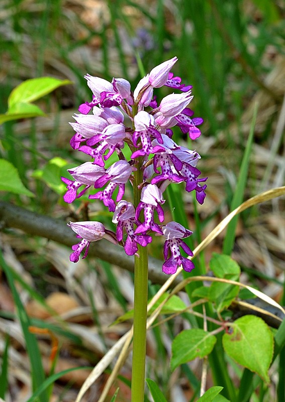 vstavač vojenský Orchis militaris L.