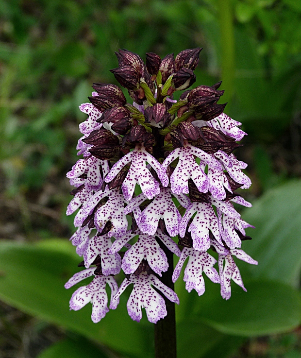 vstavač purpurový Orchis purpurea Huds.