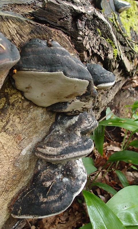 ohňovec topoľový Phellinus populicola Niemelä