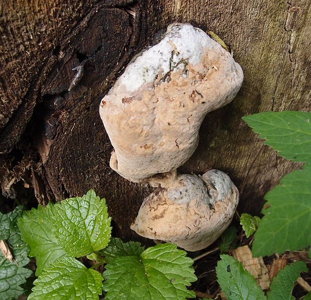 ohňovec topoľový Phellinus populicola Niemelä