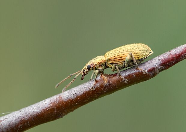 . Phyllobius maculicornis