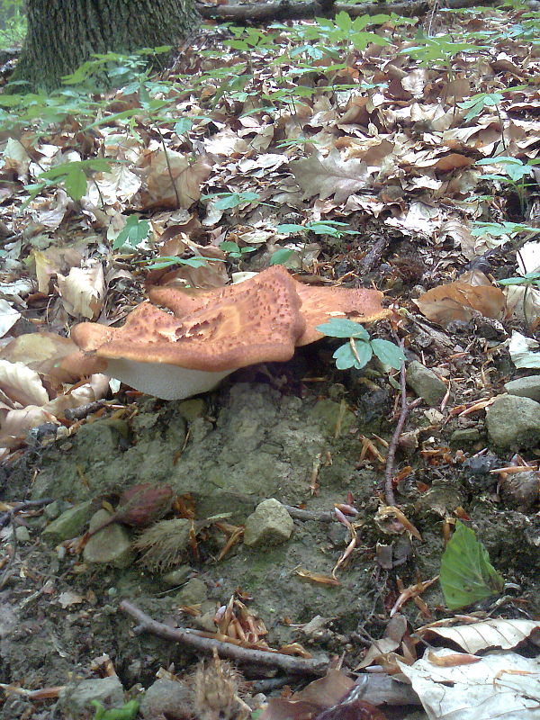 trúdnik hľuzovitý Polyporus tuberaster (Jacq. ex Pers.) Fr.