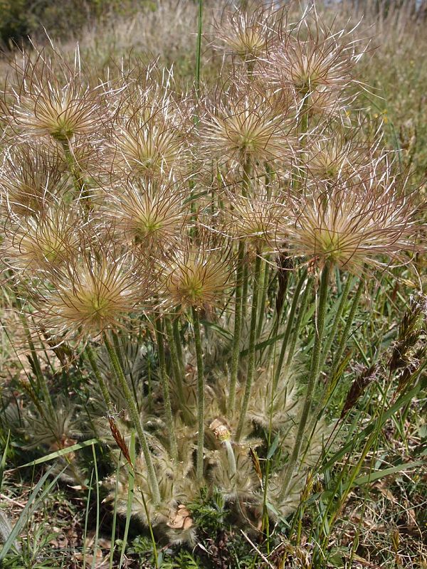 poniklec veľkokvetý Pulsatilla grandis Wender.