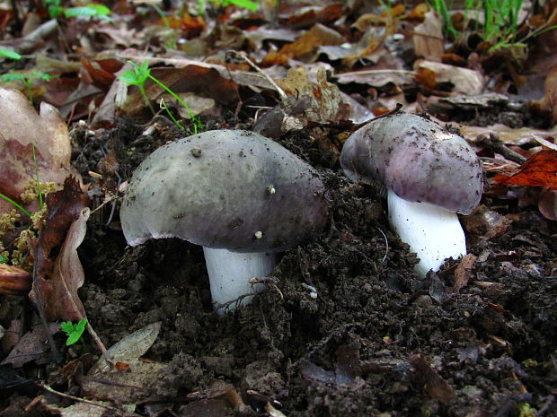 plávka strakatá Russula grisea Fr.