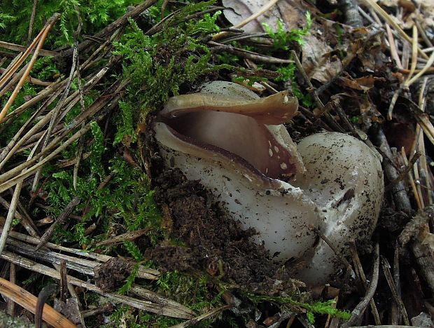 tulipánovka fialová Sarcosphaera coronaria (Jacq.) J. Schröt.