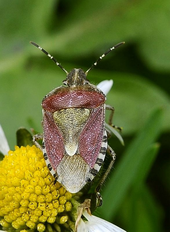 bzdocha obyčajná dolycoris baccarum