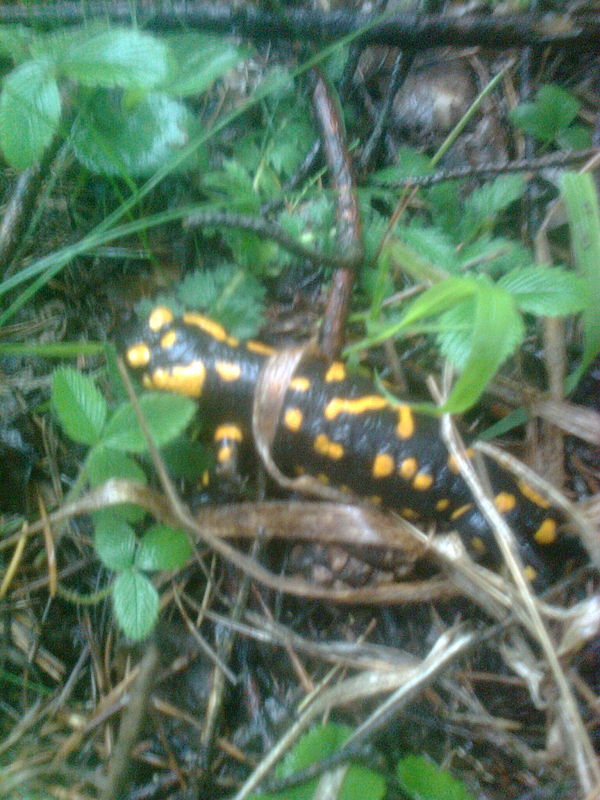 salamandra