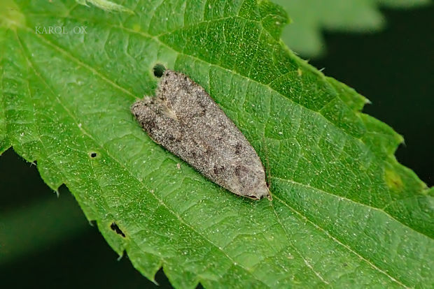 psota osiková Anacampsis populella