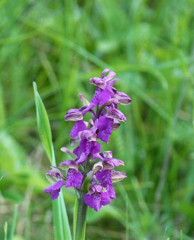 červenohlav obyčajný Anacamptis morio (L.) R. M. Bateman, A. M. Pringeon & M. W. Chase