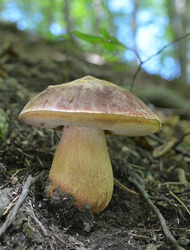 hríb sosnový Boletus pinophilus Pil. et Dermek in Pil.