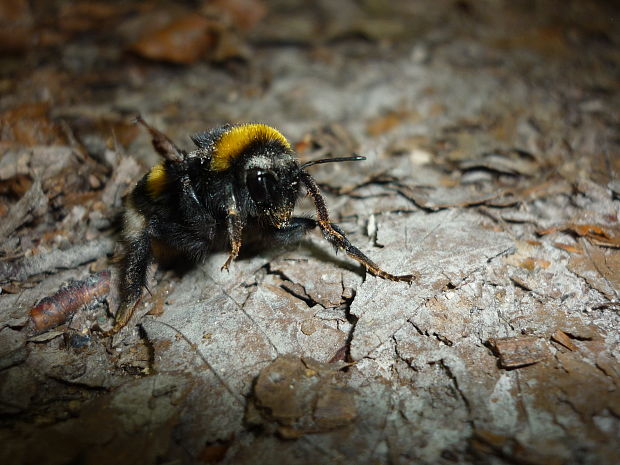 čmeľ zemný Bombus terrestris