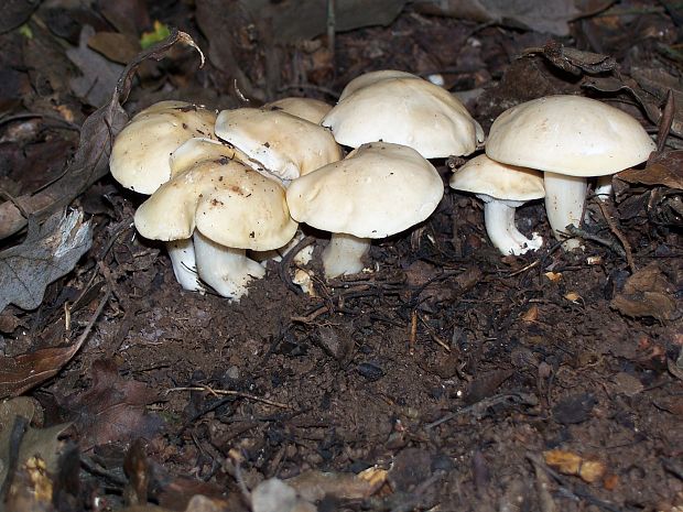 čírovnica Calocybe sp.