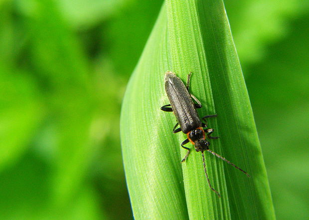 snehulčík tmavý Cantharis obscura