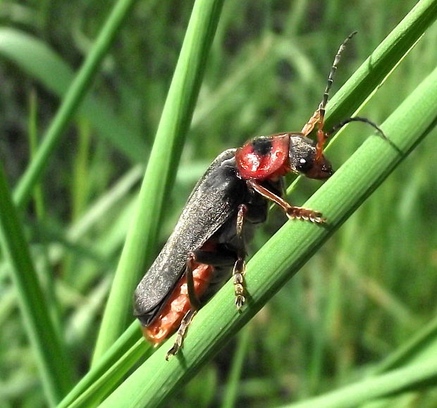 snehulčík obyčajný  Cantharis rustica