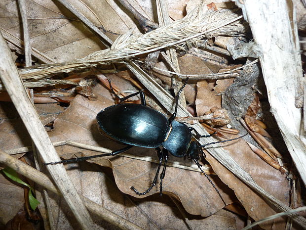 bystruška hladká Carabus glabratus