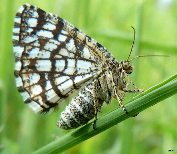 listnatka ďatelinová Chiasmia clathrata