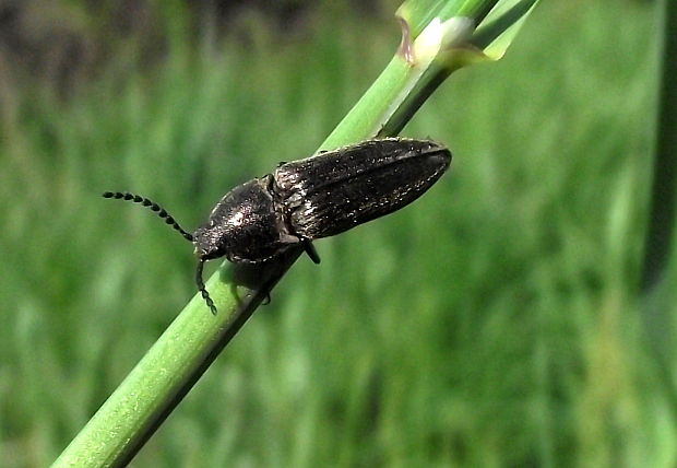 kováčik Cidnopus pilosus