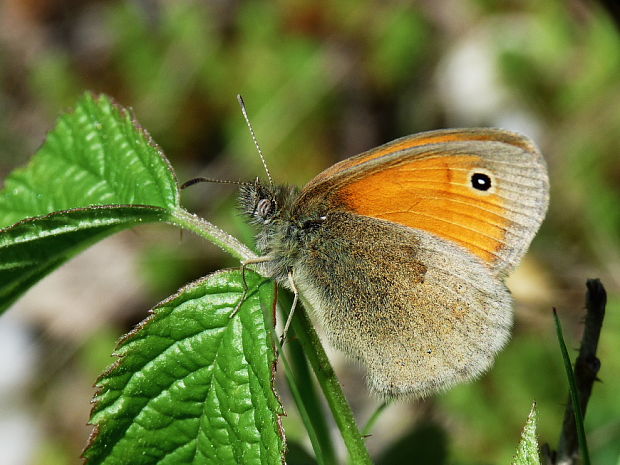 očkáň pohánkový Coenonympha pamphilus