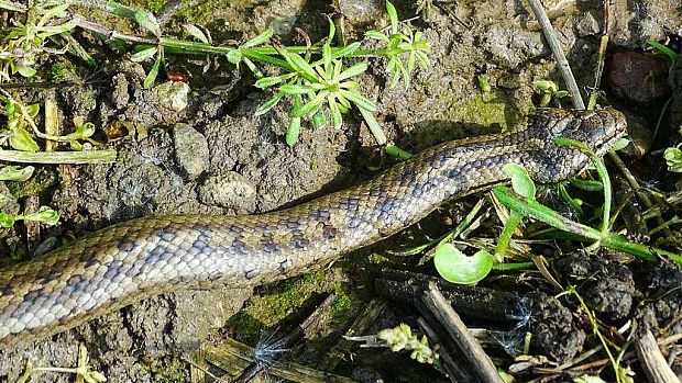 užovka hladká Coronella austriaca Laurenti, 1768