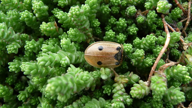 zdochlinár štvorbodkový Dendroxena quadrimaculata