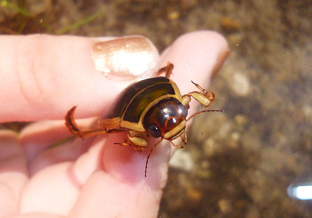 potápnik obrúbený Ditiscus marginalis