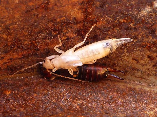 škvor obecný Forficula auricularia