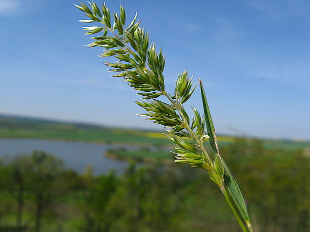 ometlina ihlanovitá Koeleria pyramidata (Lam.) P. Beauv.