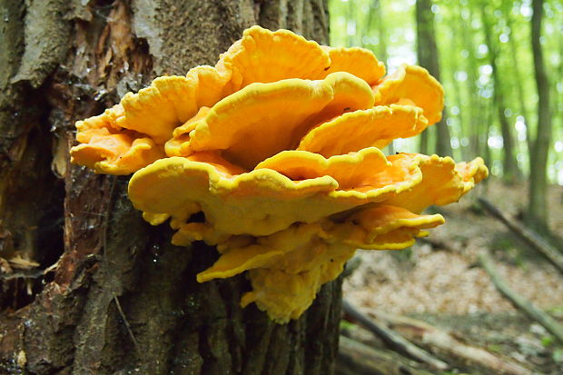 sírovec obyčajný Laetiporus sulphureus (Bull.) Murrill