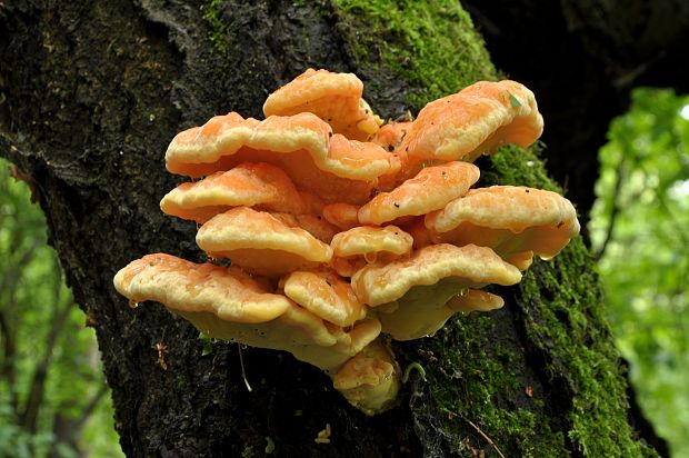 sírovec obyčajný Laetiporus sulphureus (Bull.) Murrill