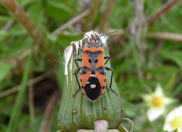 behavka pestrá  Lygaeus equestris