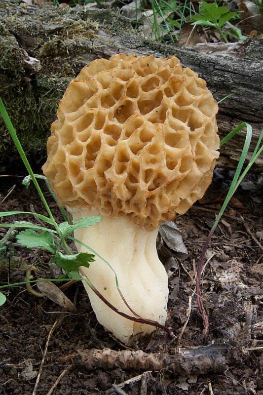 smrčok jedlý Morchella esculenta (L.) Pers.