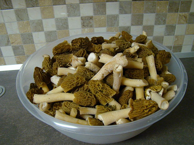 smrčok jedlý Morchella esculenta (L.) Pers.