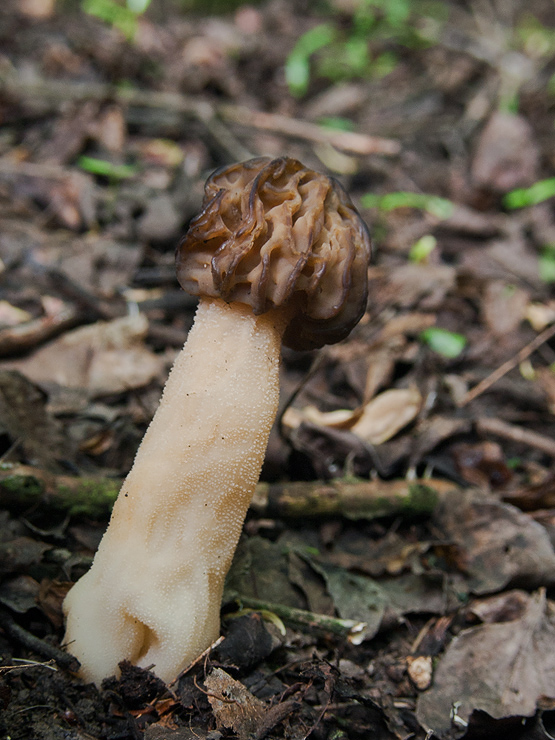 smrčok hybridný Morchella semilibera DC.