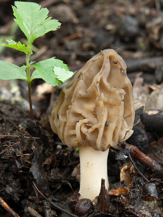 smrčok hybridný Morchella semilibera DC.