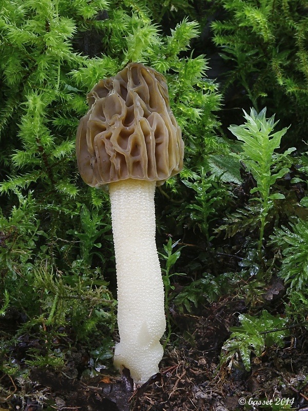 smrčok hybridný Morchella semilibera DC.