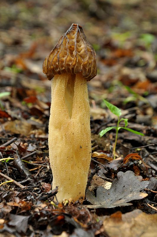 smrčok hybridný Morchella semilibera DC.