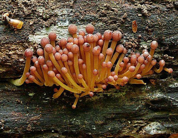 prilbička žltohlúbiková Mycena renati Quél.