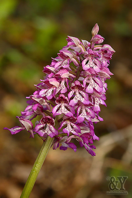 vstavač purpurový x vstavač vojenský Orchis × hybrida (Lindl.) Boenn. ex Rchb.