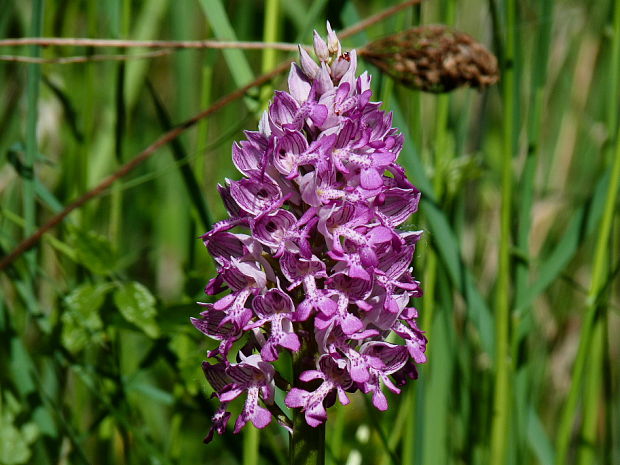 vstavač vojenský Orchis militaris L.