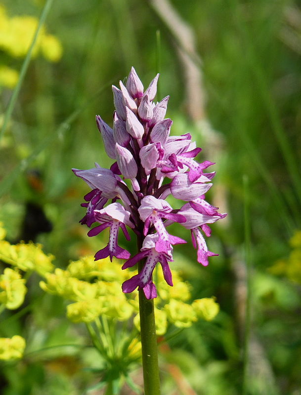 vstavač vojenský Orchis militaris L.