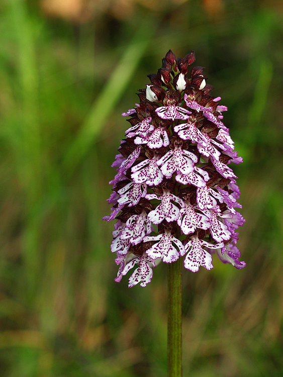 vstavač purpurový Orchis purpurea Huds.