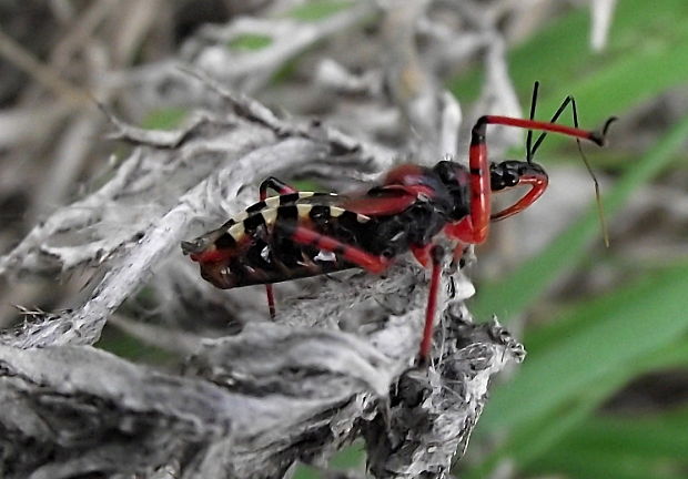 zákernica červená Rhynocoris iracundus