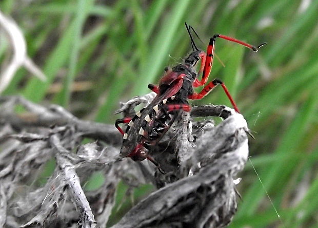 zákernica červená Rhynocoris iracundus