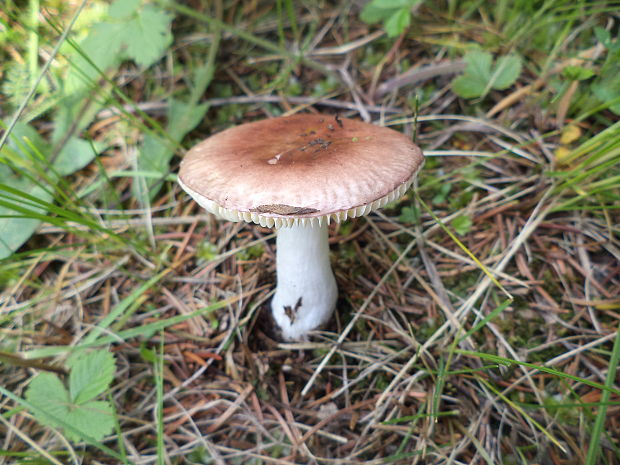 plávka šťúpla Russula puellula Ebbesen, F.H. Møller & Jul. Schäff.