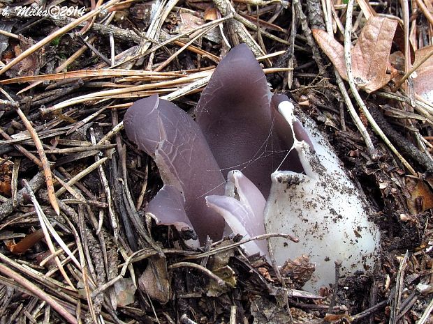 tulipánovka fialová Sarcosphaera coronaria (Jacq.) J. Schröt.